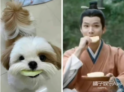 中国での愛称は「小奶狗」